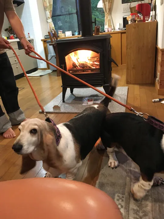 犬のために美しい炎のドブレ640WDを2
