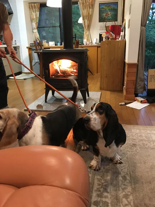 犬のために美しい炎のドブレ640WDを3